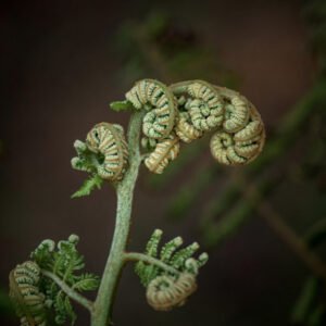 Cyathea Microdonta