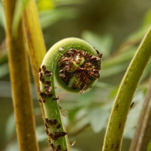 Cyathea Tryonorum